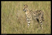  Serval, Masai Mara, Kenya � J. Zinn